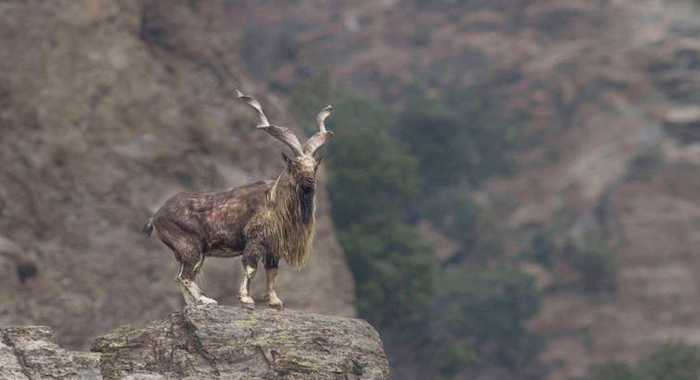 #TrophyHunting #MarkhorHunting #WildlifeAuction #GilgitBaltistan